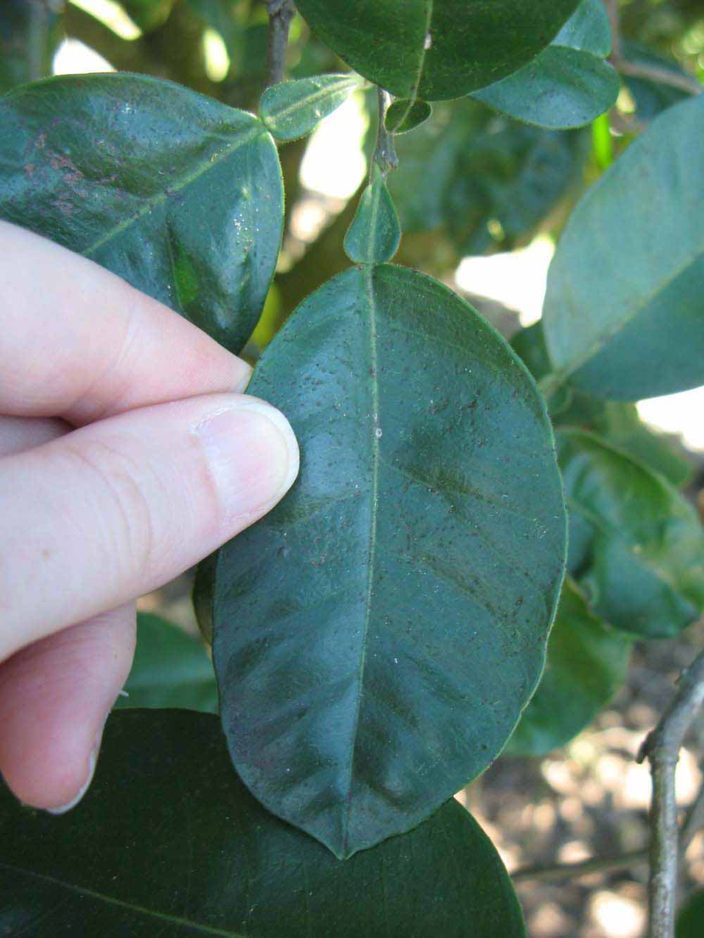              Unifoliolate leaf (Winter Haven, FL)       